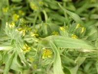 Мадия посевная – Madia sativa Molina