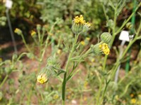 Мадия элегантная – Madia elegans D.Don.