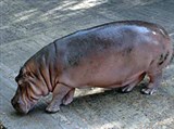 Мадрасский зоопарк (бегемот)