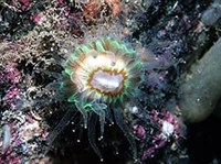 Мадрепоровые кораллы (Мадрепоровый коралл)