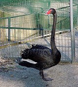 Мадридский зоопарк (лебедь)