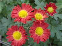 Мазурка [Род дендрантема – Dendranthema (DC.) Desmoul]