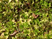 Мазус ползучий – Mazus reptans N.E.Br.