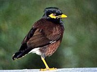 Майна (Acridotheres tristis)