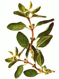 Майоран [кулинария]