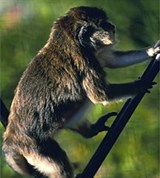 Макак-крабоед