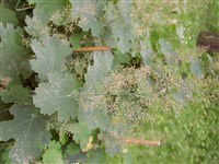 Маклея мелкоплодная – Macleaya microcarpa (Maxim.) Fedde.
