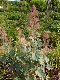 Маклея сердцевидная – Macleaya cordata (Willd.) R.Br. (1)