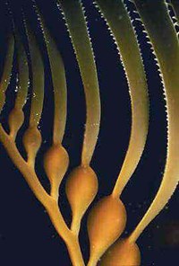 Макроцистис