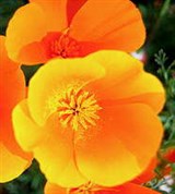 Мак (калифорнийский)