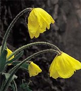 Мак (растение)