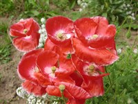 Мак волосистый – Papaver pilosum Sibth. & Sm.