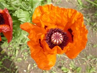 Мак восточный – Papaver orientale L. (1)