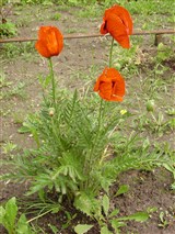 Мак восточный – Papaver orientale L. (2)