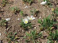 Мак голостебельный – Papaver nudicaule L.