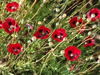 Мак изменяющийся – Papaver commutatum Fisch. & Mey.