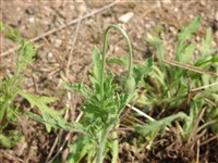 Мак мелкошиповатый, ощетиненный – Papaver aculeatum Thunb. (1)