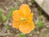 Мак мелкошиповатый, ощетиненный – Papaver aculeatum Thunb. (2)