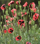 Мак полевой (фотография С.М. Прокудина-Горского)