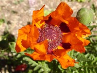 Мак прицветниковый – Papaver bracteatum Lindl.