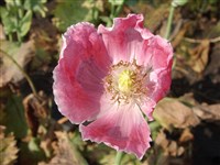 Мак сизый – Papaver glaucum Boiss. & Hausskn. (1)