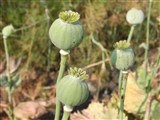 Мак сизый – Papaver glaucum Boiss. & Hausskn. (2)
