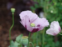 Мак снотворный, опийный – Papaver somniferum L.