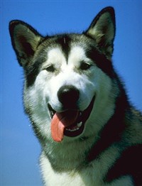 Маламут (1)