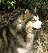 Маламут (2)