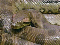 Малая кандойя (Candoia aspera)