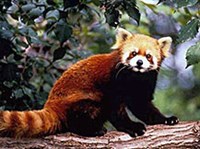 Малая панда (малая панда)