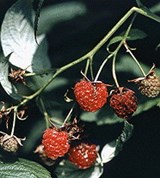 Малина (малина обыкновенная)