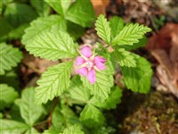 Малина арктическая, куманика арктическая, княженика, поленика, мамура – Rubus arcticus L.