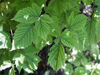 Малина великолепная, лососево-ягодная – Rubus spectabilis Pursh.