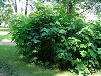 Малина душистая, малино-клен – Rubus odoratus L. (1)