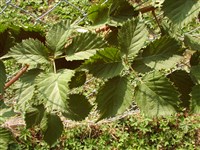 Малина кустарниковая – Rubus fruticosus agg.L. (1)