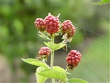Малина кустарниковая – Rubus fruticosus agg.L. (2)