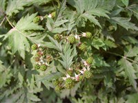 Малина рассеченнолистная, разрезанная – Rubus laciniatus Willd. (1)