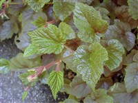 Малина трехцветная – Rubus tricolor Foske.