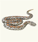 Малоазиатская гадюка (рисунок)