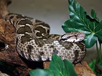 Малоазиатская гадюка (Vipera xanthina)