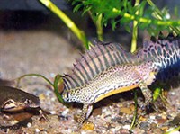 Малоазиатский тритон (Triturus vittatus)