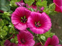 Малопа трехнадрезная – Malope trifida Cav.