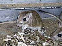 Малые песчанки (Meriones terristrami)