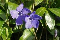 Малый Барвинок (Vinca minor)