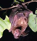 Малый листонос (Micronycteris minuta)