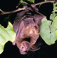 Малый листонос (Micronycteris minuta)