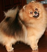 Малый шпиц (годовалый)