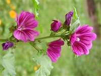 Мальва лесная – Malva sylvestris L.