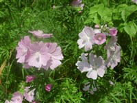 Мальва мускусная – Malva moschata L. (1)